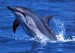 delfinci-obrazky.jpg
